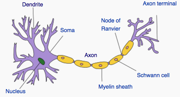 neuron